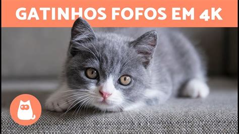 GATINHOS FOFOS EM 4K 